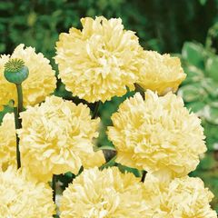 (P) Peony Poppy Yellow seeds 0.5g (approx 1200 seeds) (415755)