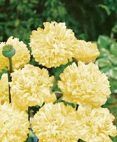 (P) Peony Poppy Yellow seeds 0.5g (approx 1200 seeds) (415755)