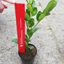 Laurel Hedging Image 4