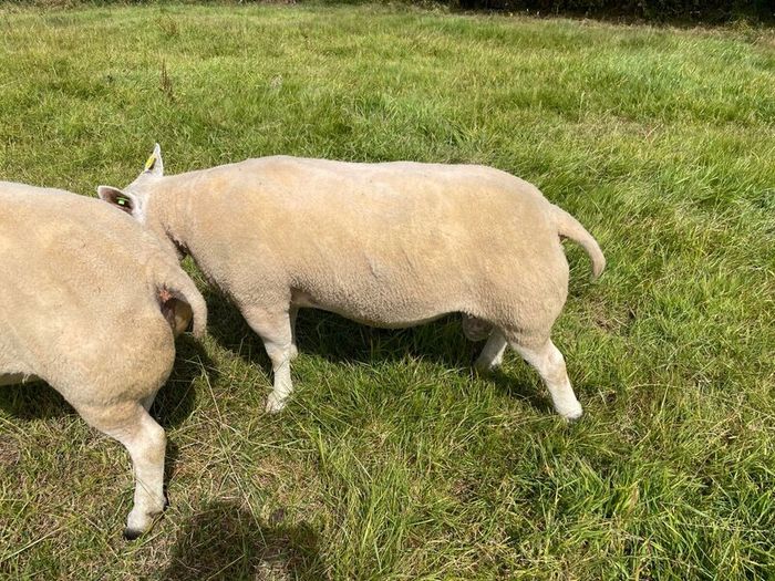 Pedigree Beltex Ram
