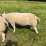 Pedigree Beltex Ram Image 7