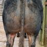 Bull Image 5