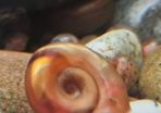 Free Ramshorn aquarium snails