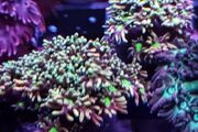 Rainbow gonipora