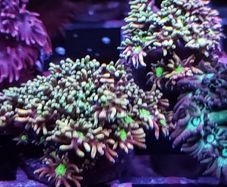 Rainbow gonipora
