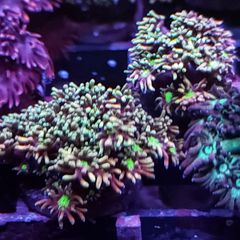 Rainbow gonipora