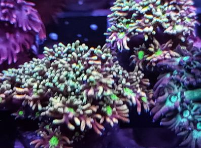 Rainbow gonipora