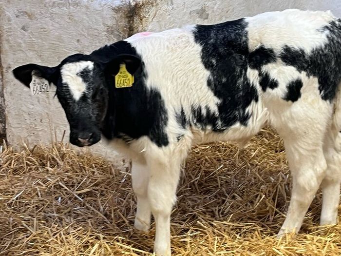 Super Belgian Blue & Charolais Bull Calves