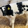Super Belgian Blue & Charolais Bull Calves Image 3