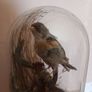 Taxidermied bird in glass dome Image 2