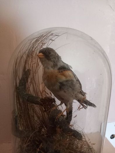 Taxidermied bird in glass dome