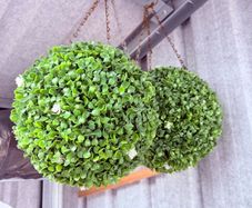 Topiary Ball / Artificial Plant Pair