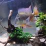 fish tank Image 7