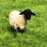 PB Suffolk ram Image 3