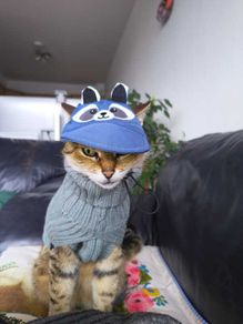 Cute Raccoon Pet Cap / Hat (Size S) Cat or Small Dog