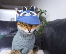 Cute Raccoon Pet Cap / Hat (Size S) Cat or Small Dog