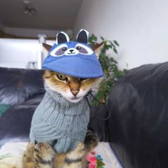 Cute Raccoon Pet Cap / Hat (Size S) Cat or Small Dog