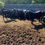 Aa Bullas & Heifers Image 3