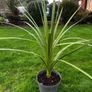 Irish Palm Image 3