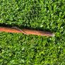Hand-Carved Wooden Snake Walking Stick / Serpent Cane Image 7
