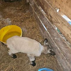 Pet lamb