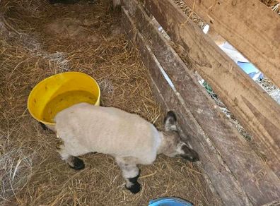 Pet lamb