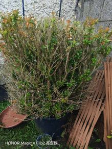 bush plant