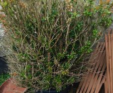 bush plant