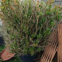 bush plant