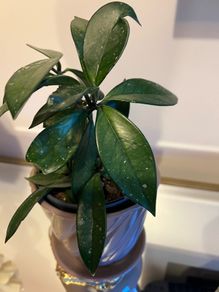 plant