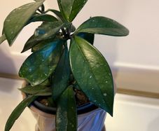 plant