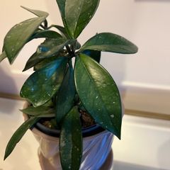 plant
