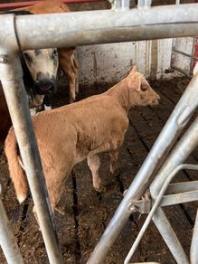 Calf