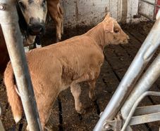 Calf
