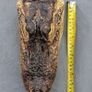 alligator head Image 3