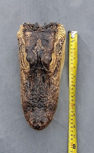 alligator head