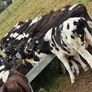 45 Fresian Bull Weanlings For Sale Image 9