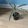 Houseplant Image 2