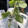 plant Image 3