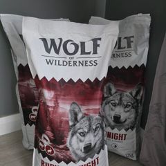 wolf of wilderness