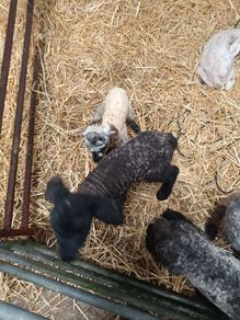 Pet lambs