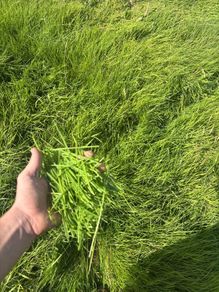 Good Quality Grass for zero grazing