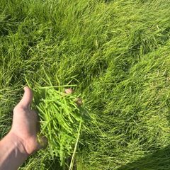 Good Quality Grass for zero grazing