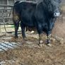 Pedigree Angus Bulls Image 10