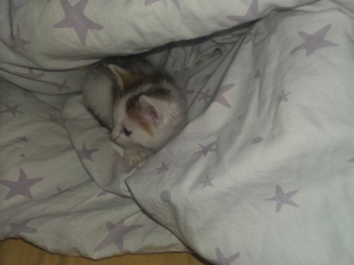 kitten