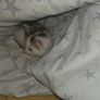 kitten Image 8
