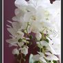 Extra Large Beautifull Flower like real 60 cm tall Image 6