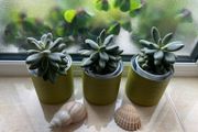 Succulents Plants in can