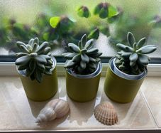 Succulents Plants in can