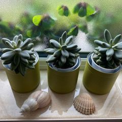 Succulents Plants in can